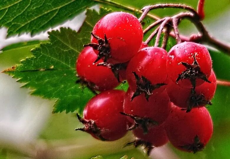 hawthorn to increase power