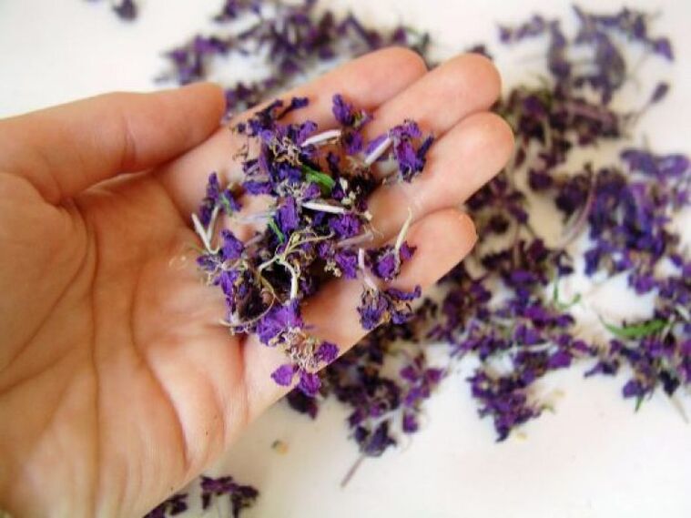 Medicines are prepared from dried lemon balm flowers